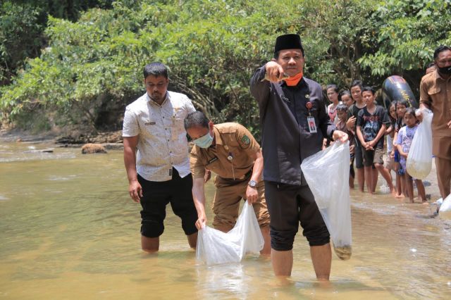 Taburkan 10 Ribu Benih Ikan Di Pemandian Napal, Sekda: Jadikan Sungai Larangan