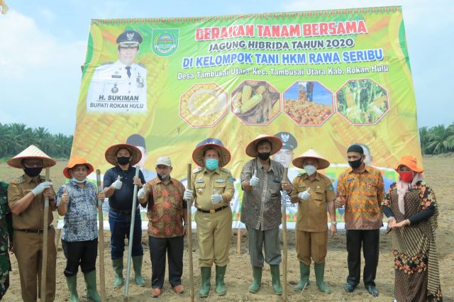  Dukung Ketahanan Pangan di Rohul,Bupati H. Sukiman Ikut Menugal dan Tanam Jagung bersama Poktan HKM Rawa Seribu