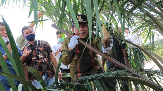 Lakukan Kastrasi Perdana di Areal Kebun Plasma KUD Makarti Jaya, Bupati H. Sukiman Bangga Program PSR di Desa Kumain Berjalan Optimal