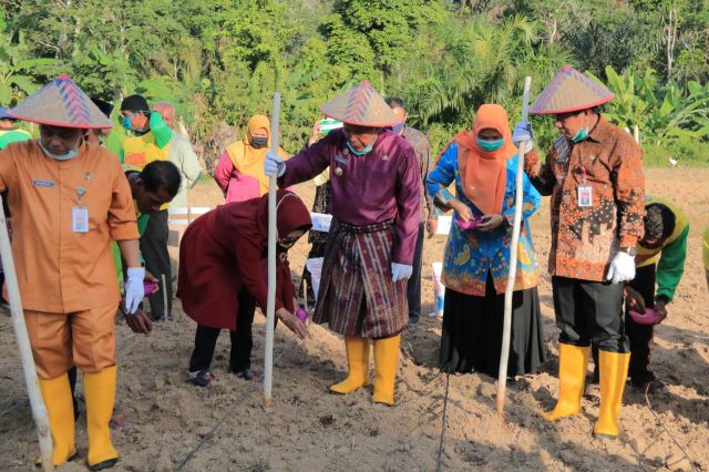 Bupati H. Sukiman Tanam Jagung Hibrida Bersama Koptan Makmur dan Bantu Pembangunan Mesjid 25 Juta di Desa Rambah Hilir Timur