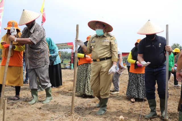 Bupati Melaksanakan Tradisi Menuga Tandai Gerakan Tanam Jagung Bersama di Tambusai Utara