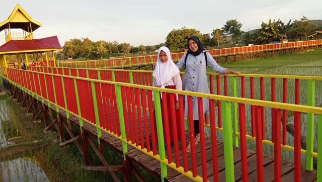 Objek Wisata Jembatan Sawah Koto Viral Di Medsos